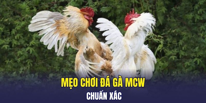 Đặt Cược Đá Gà MCW Vui Hết Ý, Chiến Thắng Lớn Ngập Tràn